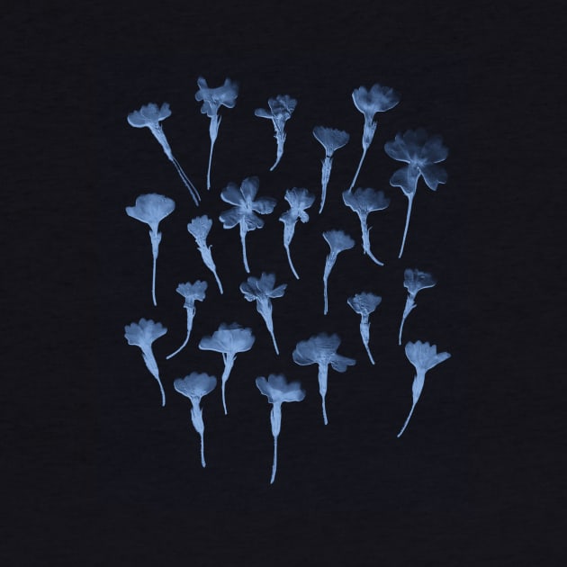 Cyanotype Primrose by zeljkica